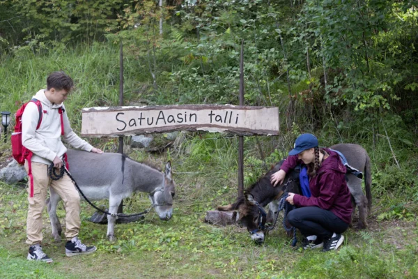 Metsäretki aasien kanssa (2 hlö, 2 h) - SatuAasin talli