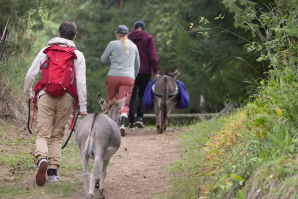 Metsäretki aasien kanssa (4 hlö, 2 h) - SatuAasin talli - Image 2